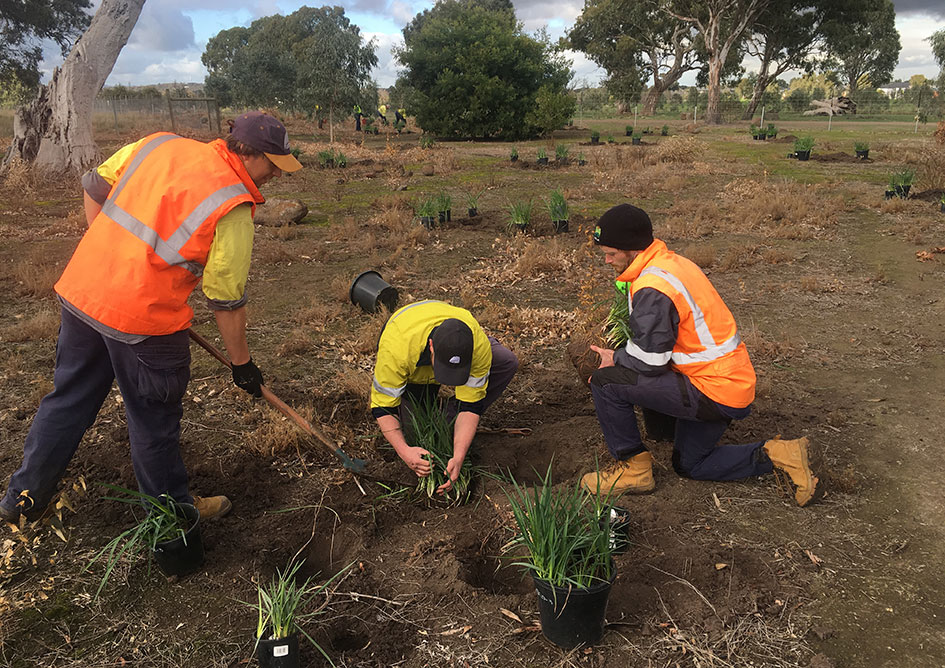 Planting the matted flax lily