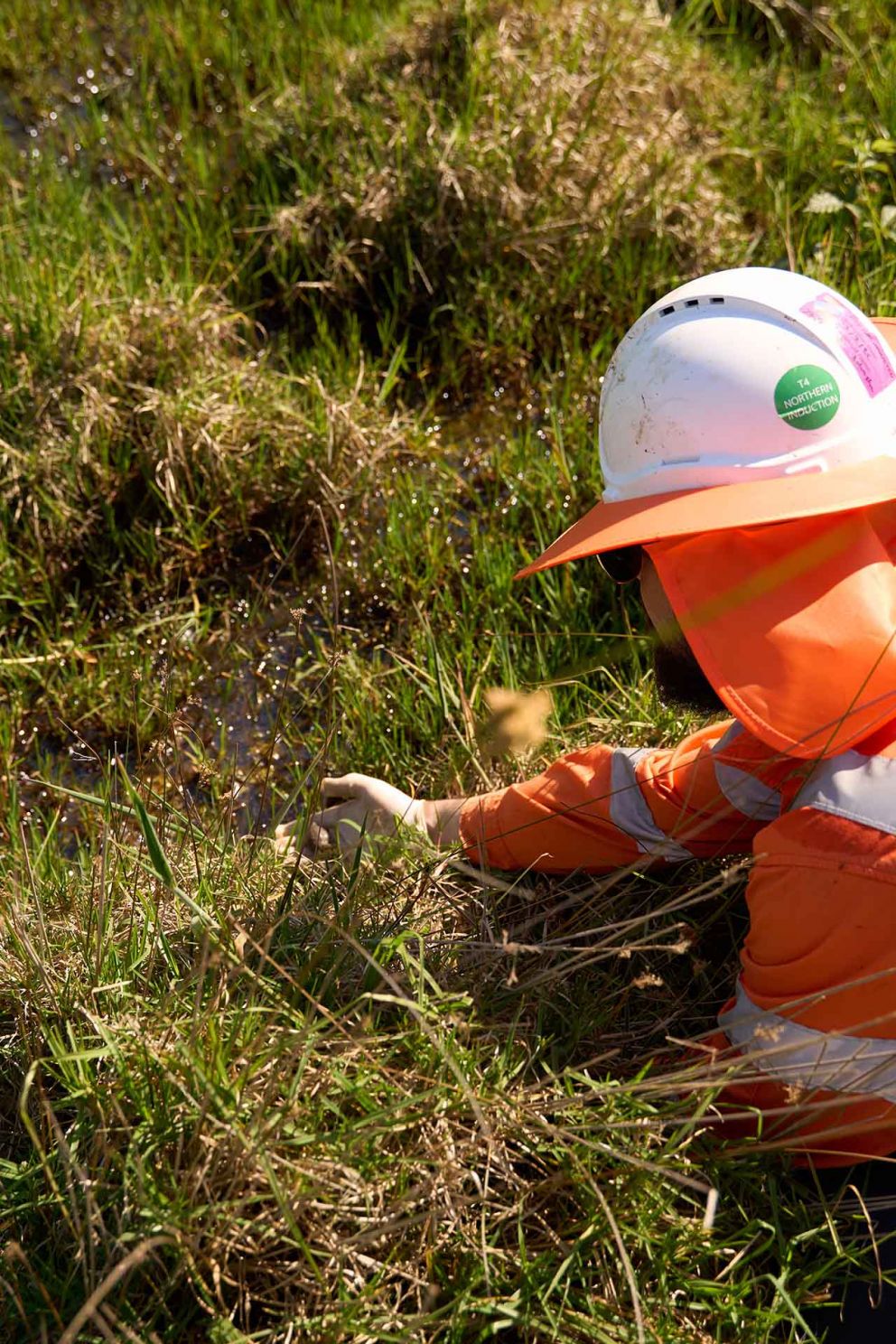 Ecologist relocating a species of frog to a safer area before construction starts