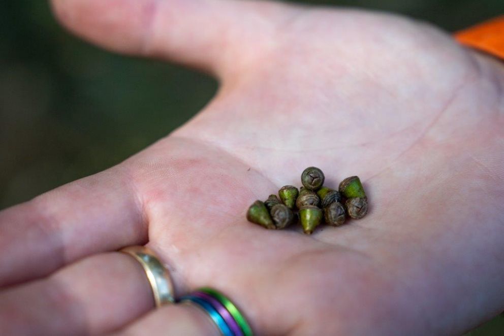 Collecting Seeds In Ringwood East - Victoria’s Big Build