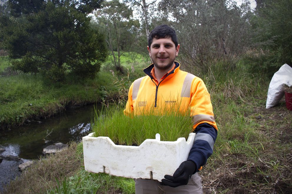 Group member holding grasses ready to plant