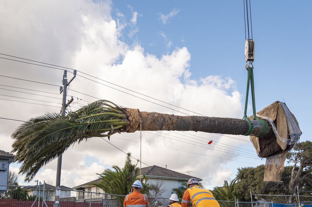 A team of professional arborists carefully replanting the palms using cranes and machinery