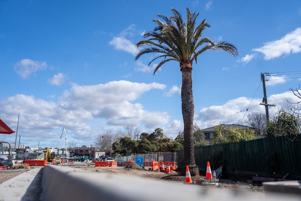 Date palm tree returns to Surrey Hills