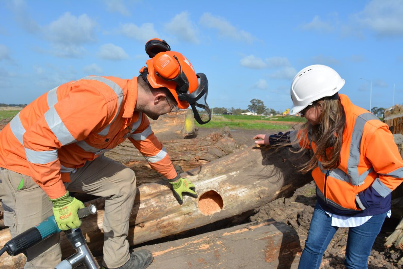 bandicoot shelter