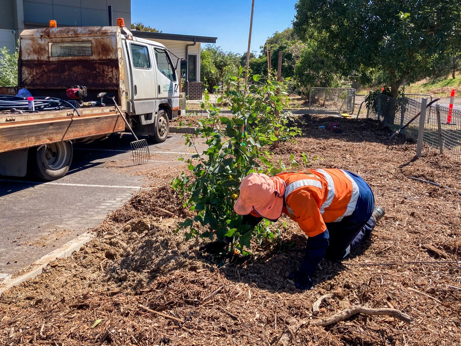 Person wearing a hat and high vis shirt kneeling as they finish planting a trees. Garden rake and track to the left and trees to the right in the background.