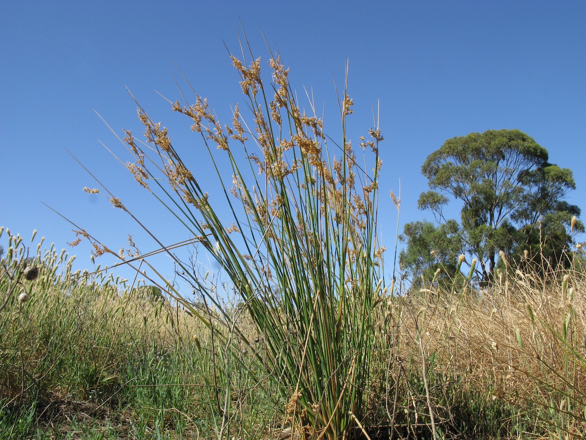 Juncus flavidus