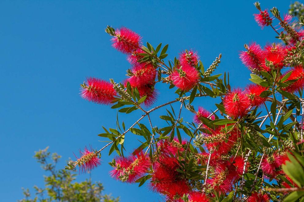 Callistemon