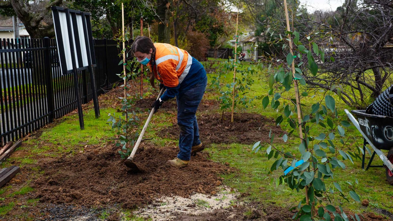 A gardener wearing protective clothing filling soil around a mature gum tree planted at Watsonia Primary School.