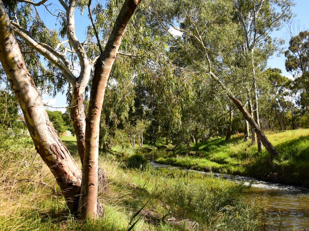 Kororoir Creek river bank and trees.