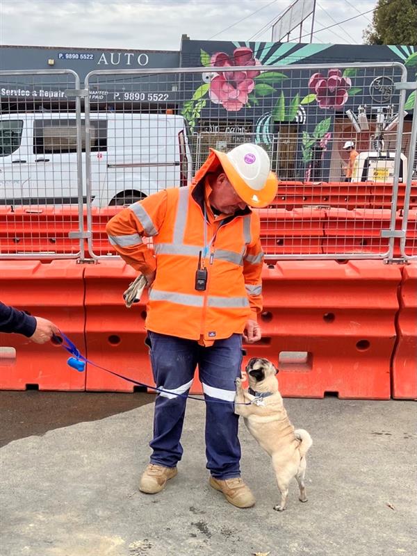 Worker Bruce giving a treat to a pug dog