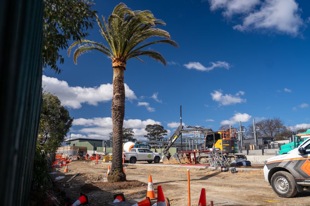 The date palm in place at the Union Station car park