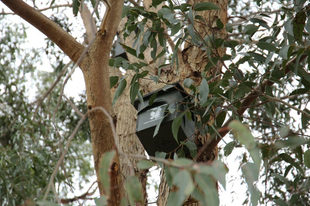 Ringwood Secondary College nesting boxes