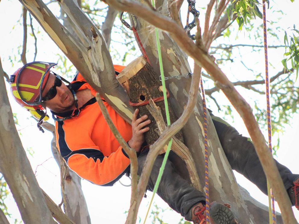 A man up a tree cutting branches