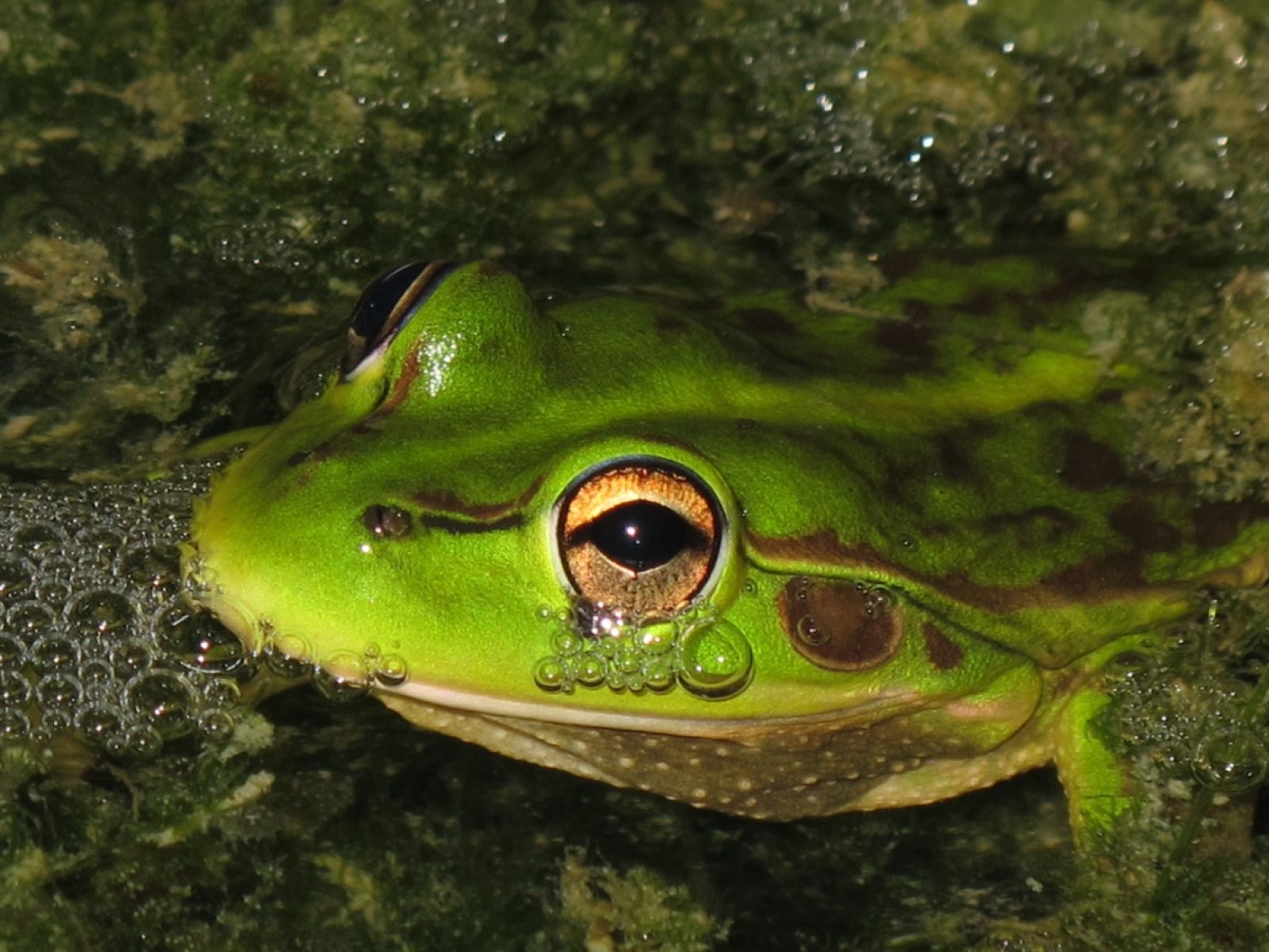 Growling Grass Frog, photographed by Kelly Dalton