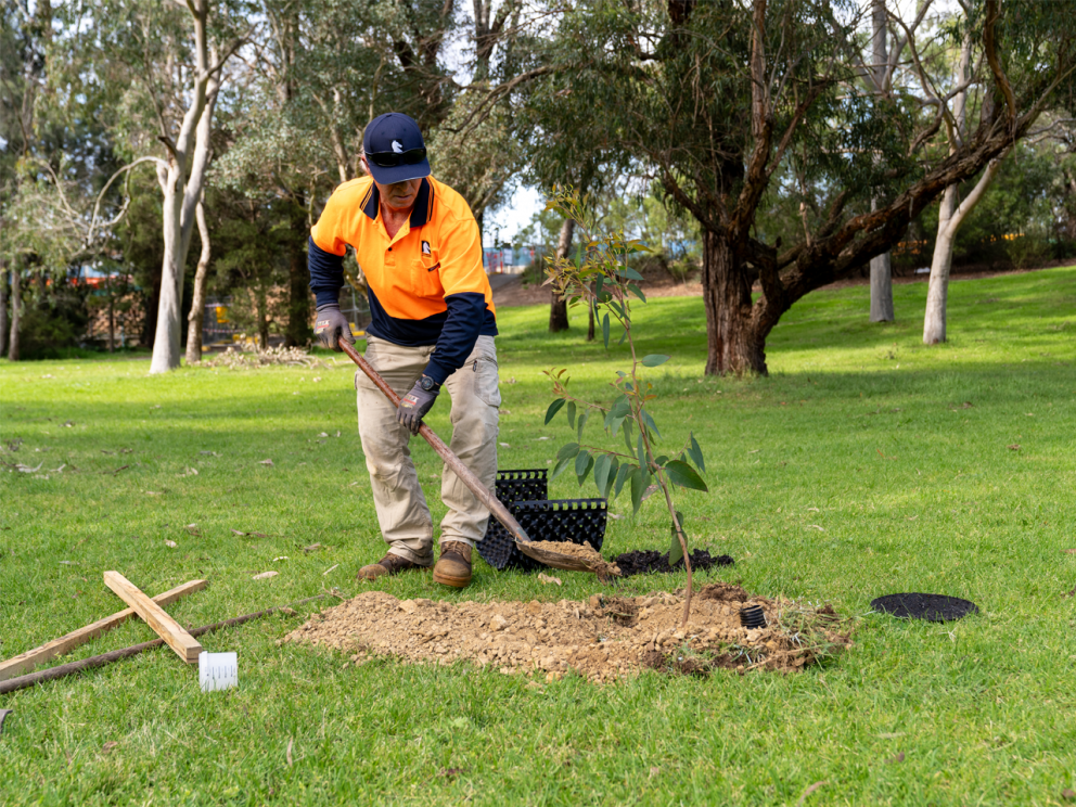 Man digging hole for a tree 