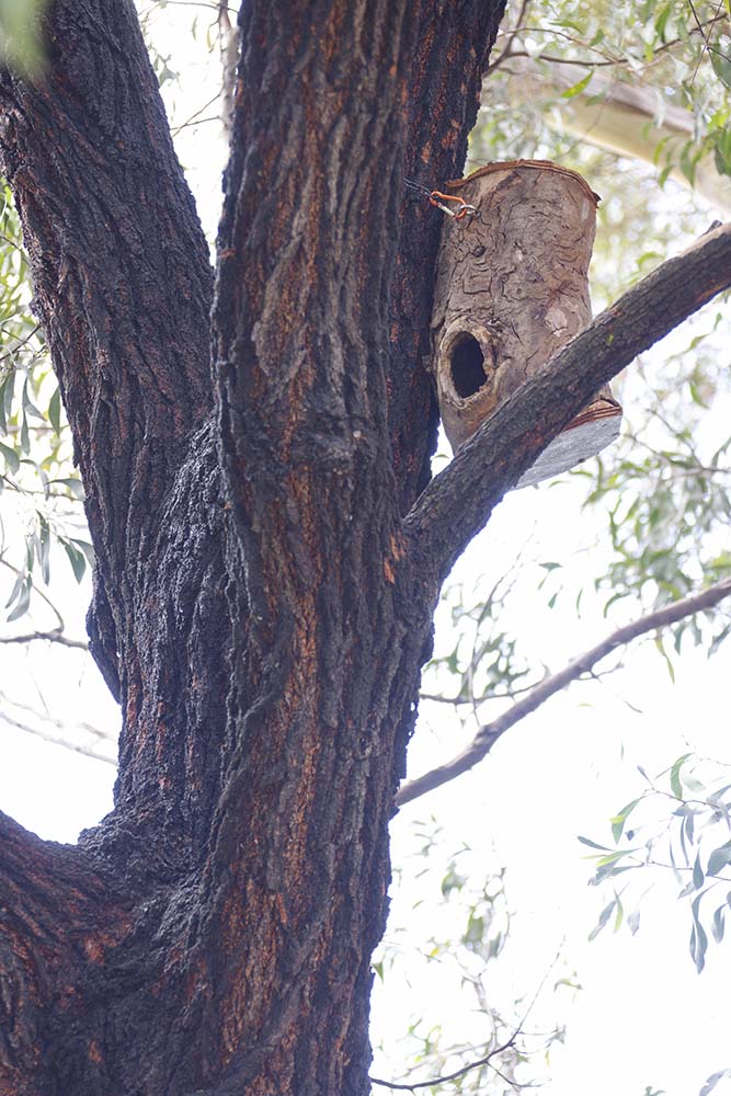 A habitat hollow in a tree