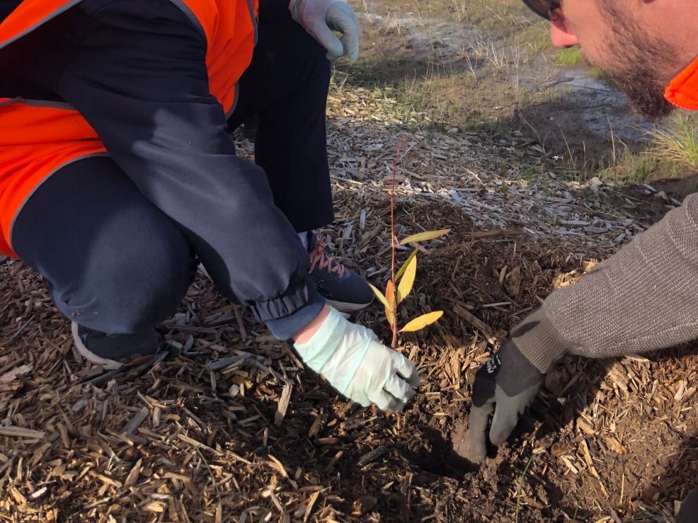 Thompsons Road Upgrade - Tree planting July 2019