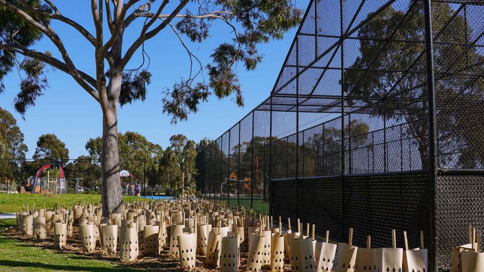 A close up of new cricket nets and trees at Ford Park. Each of the trees are surrounded by protective tree guards.