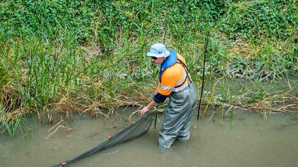 An environmental specialist wearing high-vis clothing, protective equipment, waders and hat standing in a creek undertaking aquatic studies. 