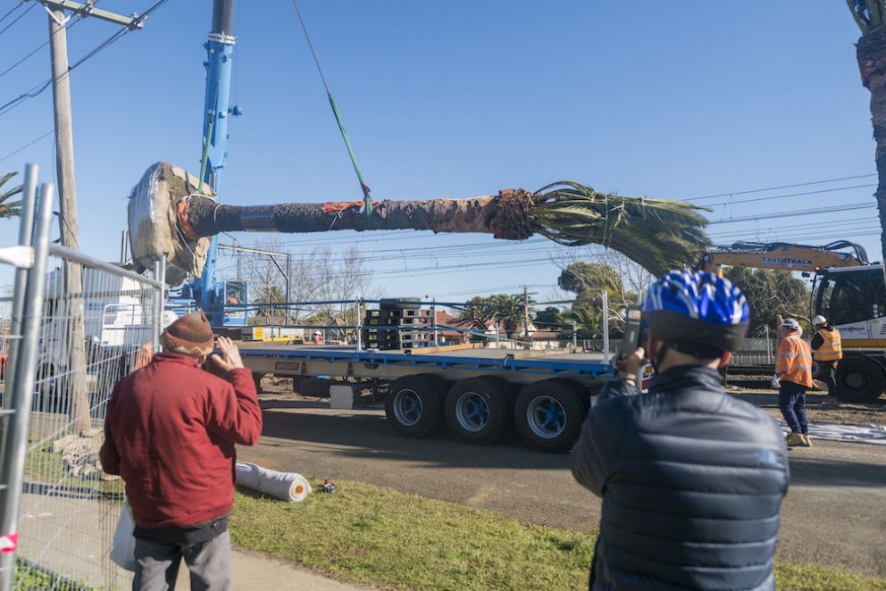 A crane is used to carefully lift a palm onto a truck for the journey to a nursery in Keysborough.
