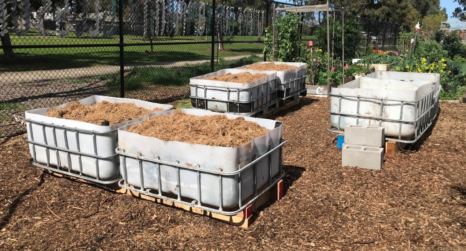 Six garden beds in a community garden laying on recycled timber.