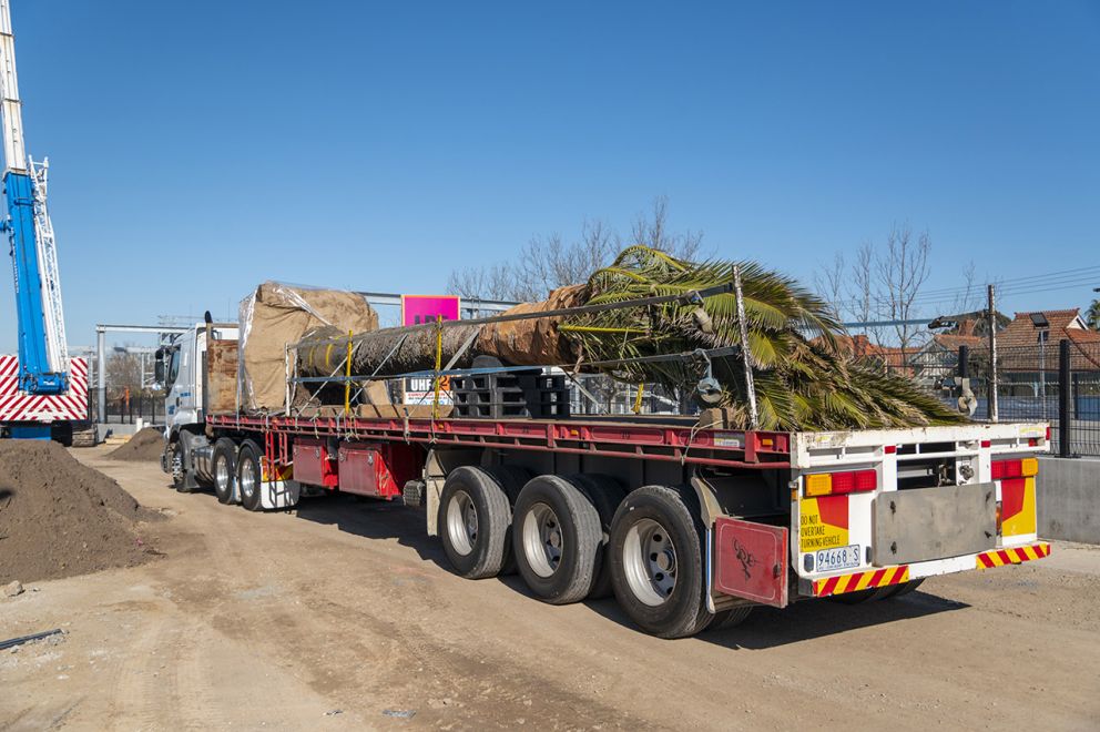 Heavy haulage trucks transporting the palms back to Glen Huntly from a specialist nursery in Keysborough