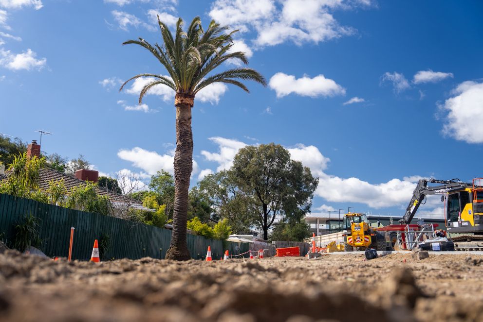 The tree has been transplanted to the Union Station car park