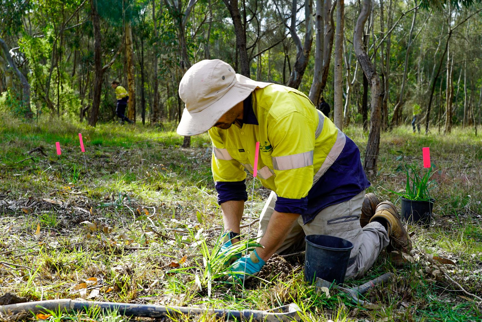 Person wearing a hat, gloves and high vis shirt kneeling to plant tree. Greenery in the background.