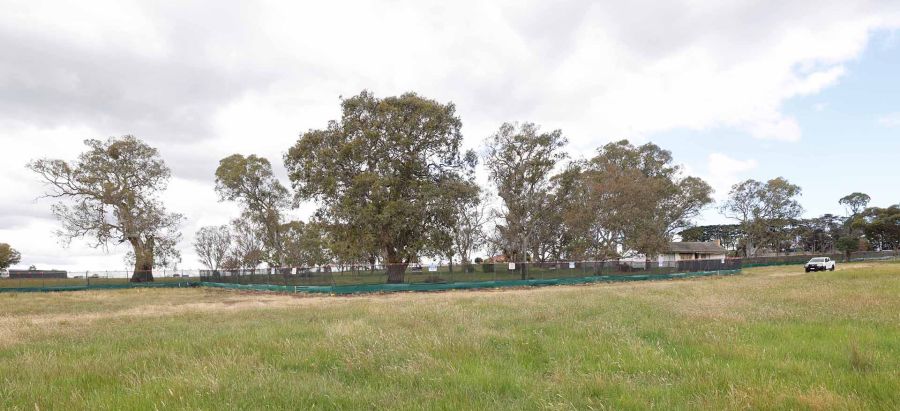 Yan Yean Road Upgrade red river gum trees