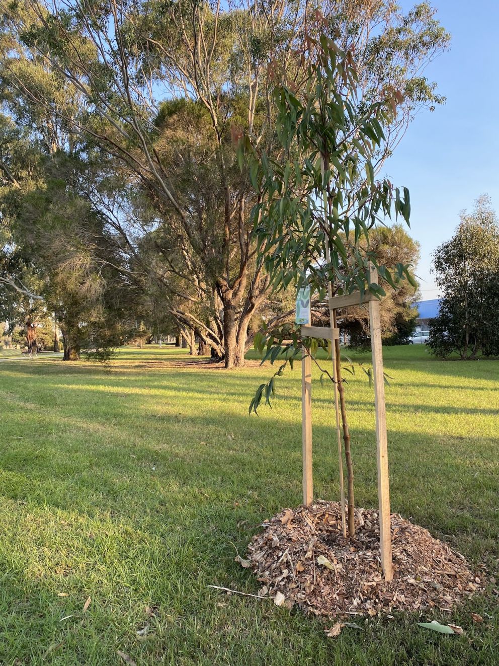 Planting in Woodcock Reserve