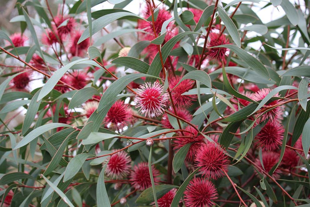 Hakea
