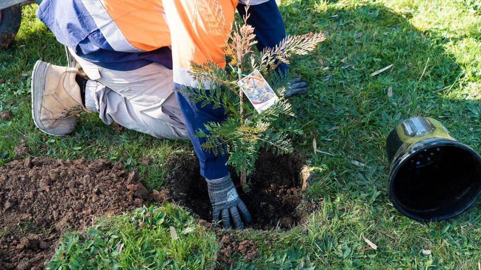 A close up of a person planting a Grevillea sapling into the ground with soil surrounding the hole.