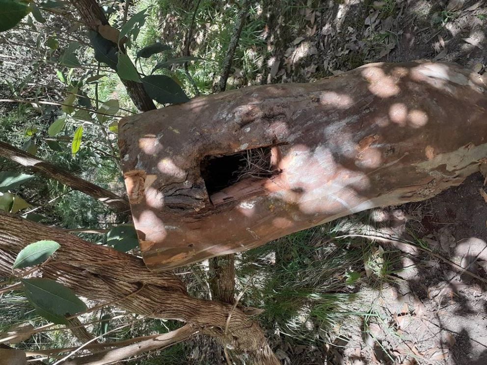 Tree hollow relocated in offset site