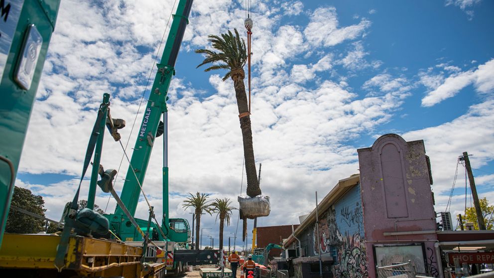 A palm tree is placed back into the Cheltenham station forecourt