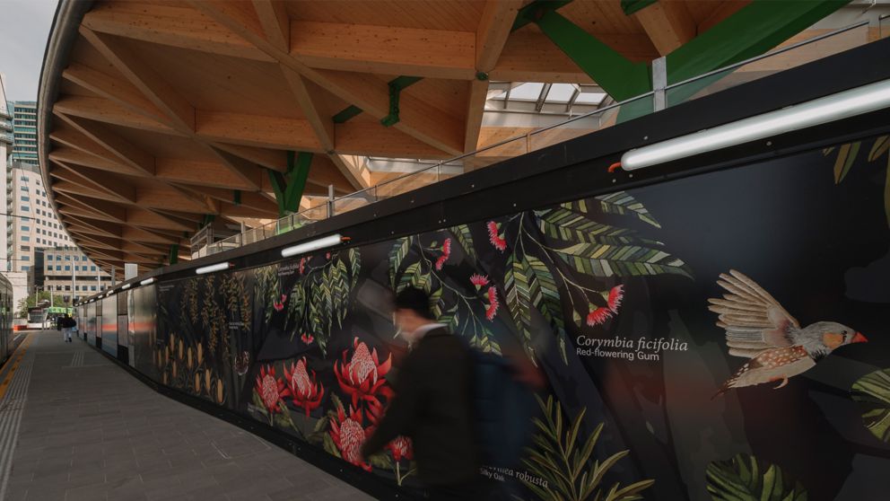 A botanical artwork is on a hoarding wall under the Anzac Station canopy